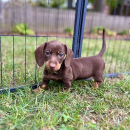 Dachshund Puppies from Weenie Bros
