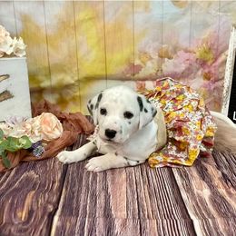Girl 7 - White and black female Dalmatian puppy in Joshua, Texas from Rainier DALS LUA Dalmatians
