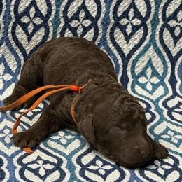 Wyn - Parti male Poodle puppy in Chesapeake, Virginia from Doodle-Cove