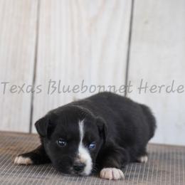 Boy 1 - Black tri-color male Australian Shepherd puppy in Lubbock, Texas from Texas Bluebonnet Herders