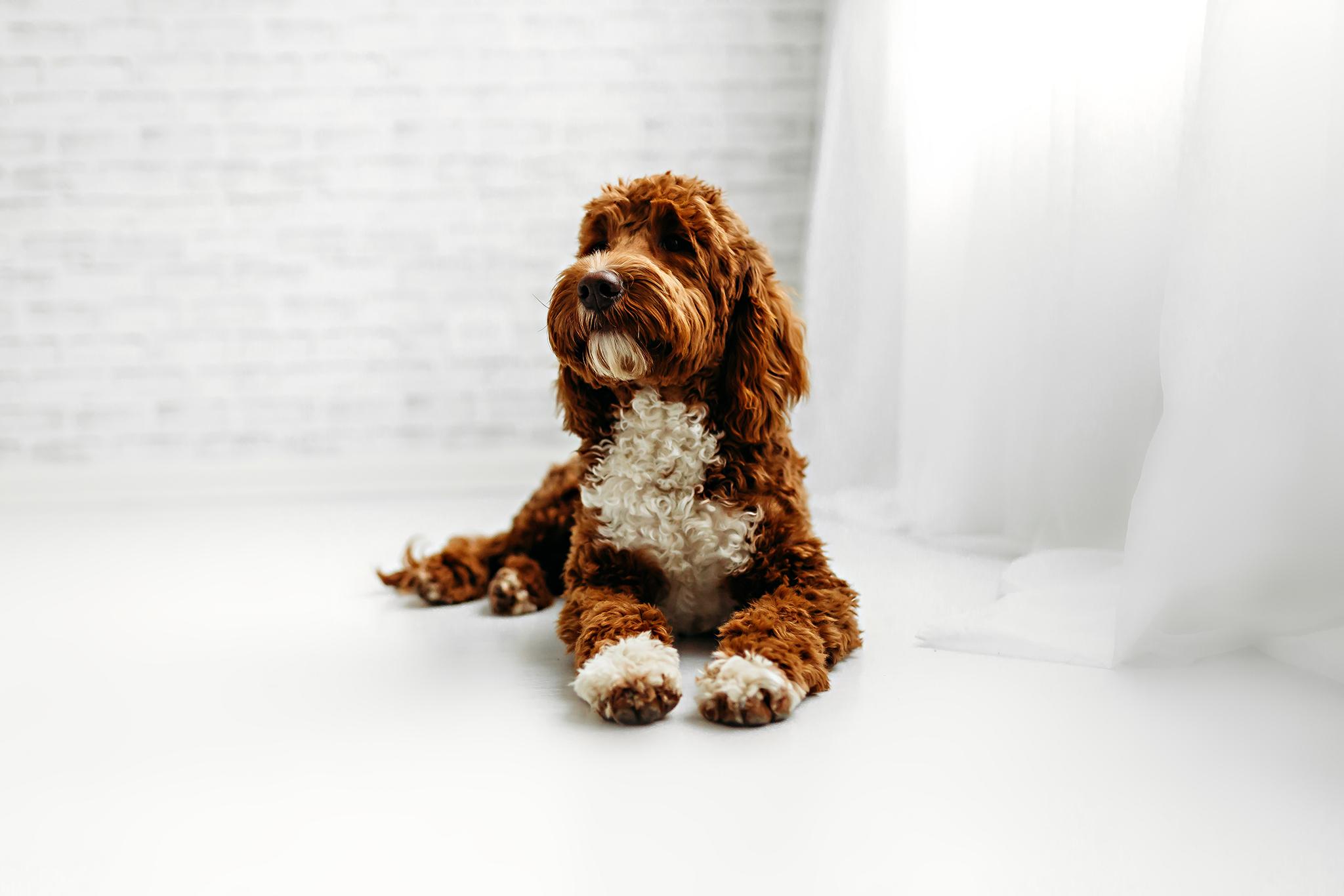 Teddy