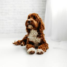 Teddy - Goldendoodle