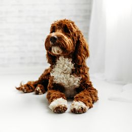 Teddy - Goldendoodle