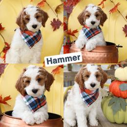 Hammer - Parti male Goldendoodle puppy in Sioux Falls, South Dakota from Dolly's Doodles