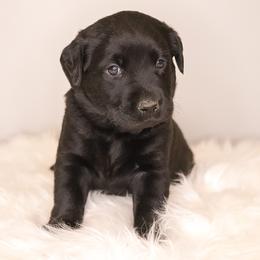 Labrador Retriever Puppies from AGL Retrievers