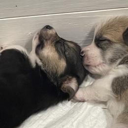 Maltipoos and Pembroke Welsh Corgis from Eclipseann