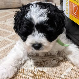 Australian Labradoodle Puppies from Llewellyn's Grove Labradoodles