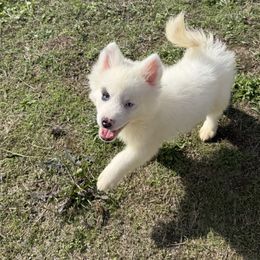 Patch - White male Pomsky puppy in Mc Minnville, Oregon from West Coast Pomskies