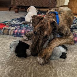 Greyhound Puppies from WINDROCK LLC