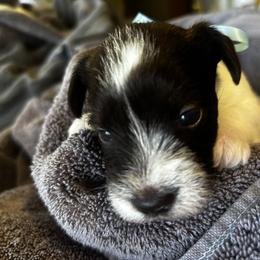 Frankie - White male Miniature Schnauzer puppy in Dunlap, Tennessee from Beards of Glory