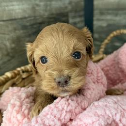 Sabrina - Apricot female Cavapoo puppy in Camden, Michigan from FurEver Friends Finder