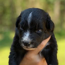 Boy 2 - Black tri-color male Australian Shepherd puppy in Mocksville, North Carolina from Ewes2farm