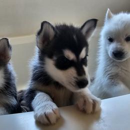 Pomsky Puppies from Peoria Pomskies