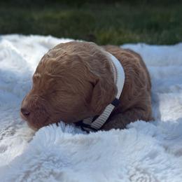 Stetson - Apricot male Poodle puppy in Dayton, Washington from Country Sundance Poodles