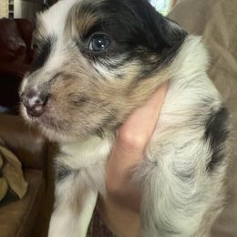 Reed - Blue merle male Miniature Australian Shepherd puppy in Ocala, Florida from Silver River Mini Aussies