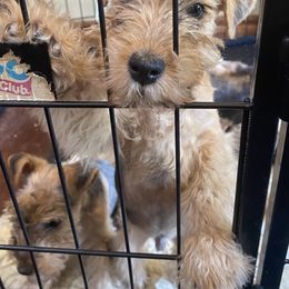 "“Tucker” - Headed to Katie in NJ 🧡" Lakeland Terrier Puppies from Wakefield Lakelands