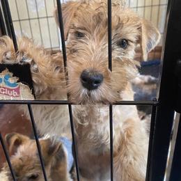 "“Tucker” - Headed to Katie in NJ 🧡" Lakeland Terrier Puppies from Wakefield Lakelands