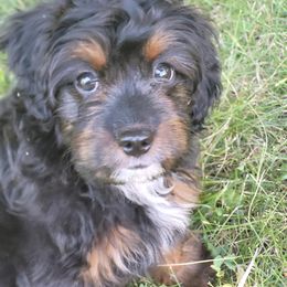 Aussiedoodle Puppies from Cross-Tied Farm Aussiedoodles
