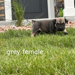 Grey collar - Fawn female Boerboel puppy in Colorado Springs Co, Colorado from On The Peak Boerboel