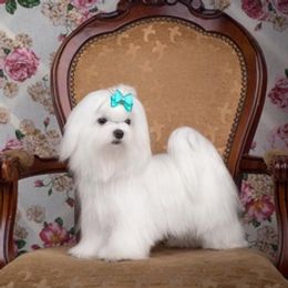 Maltese, Maltipoos, Poodles, and Yorkshire Terriers from Michael Chang's Breeding Program