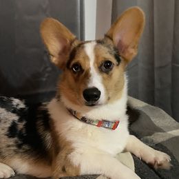 Pudge - Pembroke Welsh Corgi