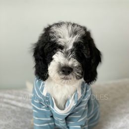 Goldendoodle Puppies from Ivie Mountain Doodles