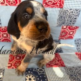 Gator - Blue ticked and tan male Bluetick Coonhound puppy in Mount Pleasant, Texas from Harmons Hounds