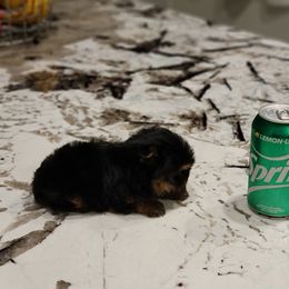 Yorkshire Terrier Puppies from Brat Babies