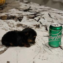 Yorkshire Terrier Puppies from Brat Babies