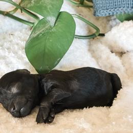 Sally - Black female Havapoo puppy in Marquand, Missouri from Perfectly Playful Doodles