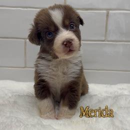 Merida - Red tri-color female Australian Shepherd puppy in Zephyrhills, Florida from Highland Shelties & Aussies