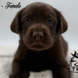 Purple - Chocolate female Labrador Retriever puppy in San Diego County, California from Travis’ Chocolate Labradors