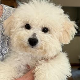 Bichon Frise Puppies from Blooming Bichons