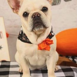 French Bulldogs from Willows French Bulldogs
