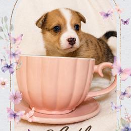 American Corgi and Pembroke Welsh Corgi Puppies from London Bridge Corgis