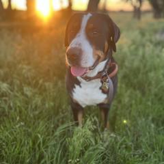 Greater Swiss Mountain Dog All Grown Up from Bugyal Kennel