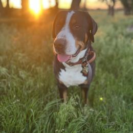 Greater Swiss Mountain Dog All Grown Up from Bugyal Kennel