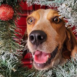 Abby - Beagle