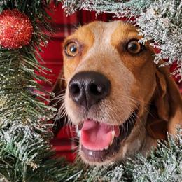 Abby - Beagle