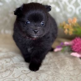 Twinkle - Black female Pomeranian puppy in Wanette, Oklahoma from Council Creek Cuties