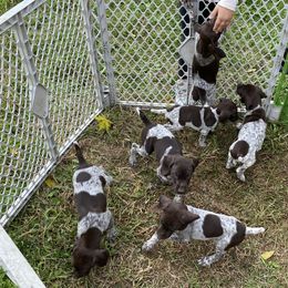 German Shorthaired Pointers from Eric and Michelle's GSP