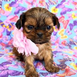 Quinn - Red female Shih Tzu puppy in Hemet, California from Aloha Shih Tzu
