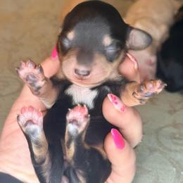 Onyx - Black and cream female Dachshund puppy in Lexington, Oklahoma from BooneDox Miniature Dachshunds