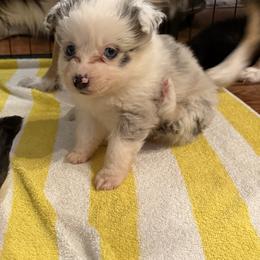 Jasmine - Blue merle female Miniature Australian Shepherd puppy in Signal Mountain, Tennessee from D & D Miniature and Toy Australian Sheppards
