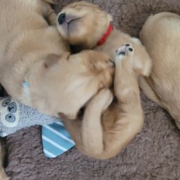 Golden Retriever Puppies from Middlecreek Goldens