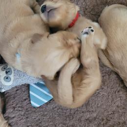 Golden Retriever Puppies from Middlecreek Goldens