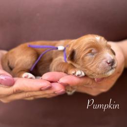 Pumpkin - Caramel red female Australian Labradoodle puppy in Morgan Hill, California from Loving Labradoodles
