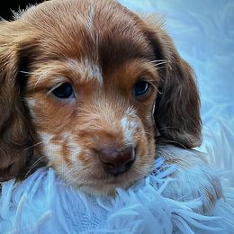Rail - Dapple male Dachshund puppy in Bentonville, Arkansas from T & D Dachshunds by design