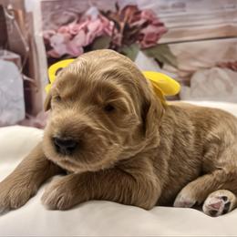 Daisy - Cream female Goldendoodle puppy in The Woodlands, Texas from Gracie's Goldendoodles and Bernedoodles