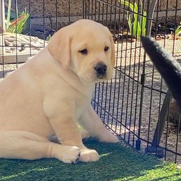 Labrador Retriever Puppies from Dustytrails labradors